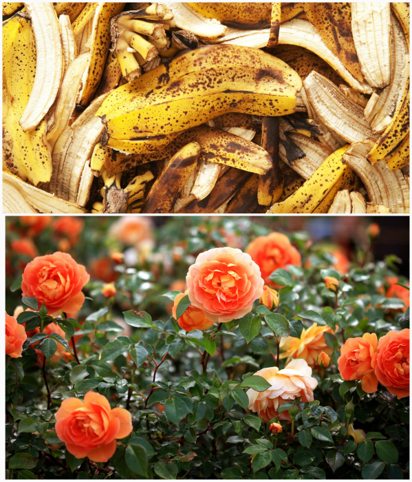 Банановая кожура для удобрения цветов.