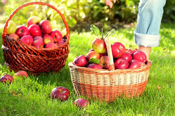 собираем урожай яблок